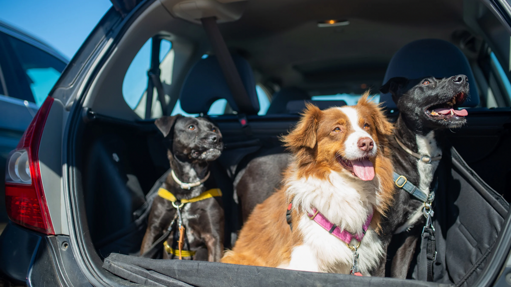 Dread Car Rides? Try These 5 Proven Hacks to Keep Your Dog Calm