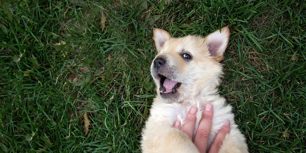 Paws & Unwind: How Your Lunch Break Can Strengthen the Bond with Your Dog