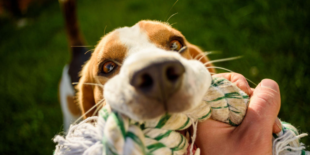 Eco-Friendly Pet Care Tips for a Calmer, Happier Dog