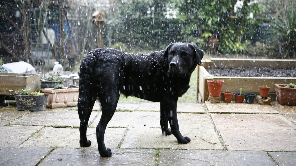 5 Top Tips to Keep Your Dog Calm During a Thunderstorm