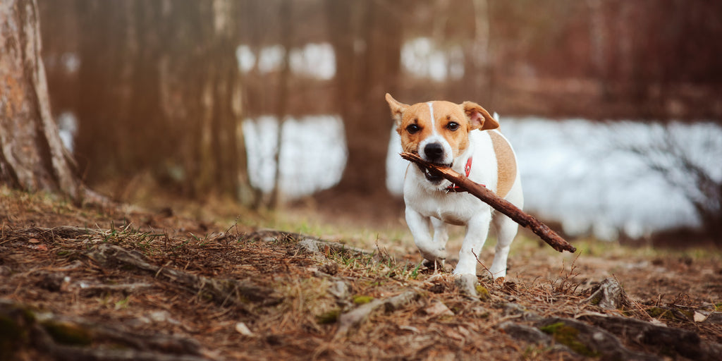 Beyond the Leash: Transforming Daily Walks into Adventures for your Dog