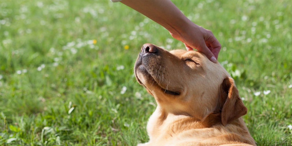 The Daily Ritual Every Dog Parent Should Try For a Stress Free Life