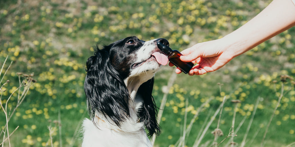 Spaniel in nature licking a small bottle of essential oils